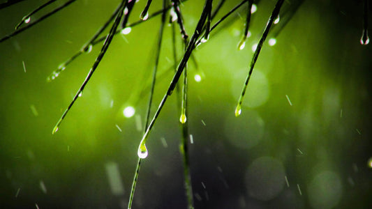 Monsoon Hair Survival Guide